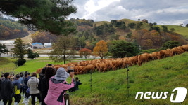 한우 방목 신기해요