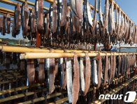 반갑다 과메기야…포항 구룡포서 본격 생산 시작