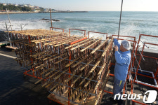 반갑다 과메기야…포항 구룡포서 본격 생산 시작