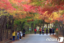 단풍 구경왔어요