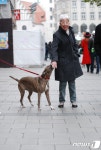 [뚱아저씨의 동행] 한국도 독일처럼 반려견 등록세 도입이 필요합니다