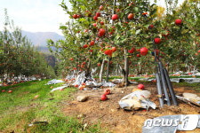 우수수 떨어진 1년 사과농사