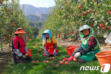 헬기 날자 사과 후두둑…피해농장 찾은 주한미군(종합)