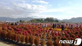 양주시, 핑크뮬리 명소 체험관광농원 폐장…월동 준비