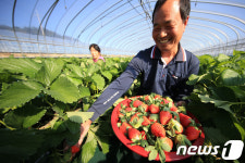 새콤달콤 산청딸기수확