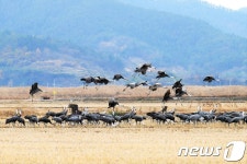 겨울진객 흑두루미 순천만에 역대 최대 둥지…왜?