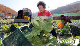 태성절임배추작목반 | '배추 수확에 구슬땀'