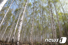 인제 자작나무 숲 올해의 아름다운 숲으로 선정