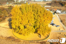 [화보] 황금 빛 물씬…가을 준비하는 원주 반계리 은행나무