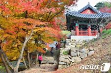 천연기념물 문수사 애기단풍나무 숲 가을 정취 절정