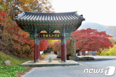 천연기념물 문수사 애기단풍나무 숲 가을 정취 절정