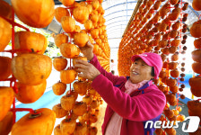 곶감 풍년이네