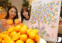 제주 명품 감귤 맛보세요