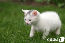 [김재영 원장의 펫토피아] 고양이 위해 동물병원 선택하기