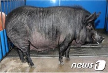 흑돼지로 알고 먹었는데…알고보니 백돼지