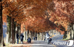 절정 맞은 진안 메타세콰이어길 
