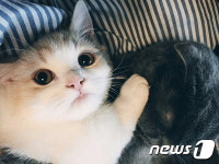 [펫뽐스타] 쿵이·몽이만큼 사이좋은 고양이 미니·무스