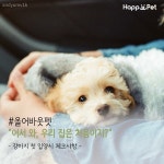 [올어바웃펫] 어서 와, 우리 집은 처음이지?…강아지 첫 입양시 체크사항