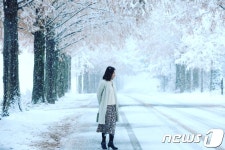 [풍경]첫눈 쌓인 진안 부귀면 메타세쿼이아길