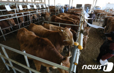 김천 한우 경매 잘 골라야지