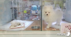 대형마트 동물병원, 생후 2개월 안된 강아지 버젓이 판매