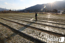 마늘밭에 물 뿌리는 농부 비는 언제쯤