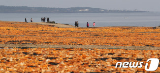 감귤 껍질 말리기...장관이네