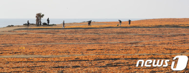 햇살에 말리는 제주 감귤 껍질