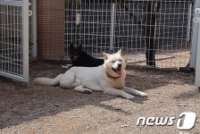 [뚱아저씨의 동행] 안락사 직전 구조한 백구의 근황