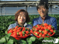 “겨울 딸기 맛보세요”…옥천 하우스서 출하 ‘한창’