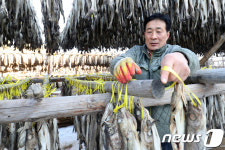 명태 걸이로 분주한 황태덕장