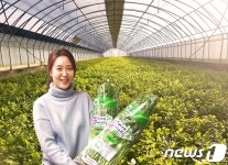 동장군 이겨낸 안동 겨울미나리 출하