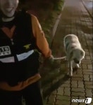[펫톡톡] 4차선 도로 위에서 구조된 유기견과 119대원