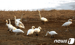 [화보] 철원 한탄강서 겨울 보내는 두루미들