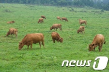 진교매일축산 | 우리 축산물 맛보러 평창·강릉 식도락 여행 떠나볼까?