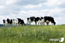 진교매일축산 | 우리 축산물 맛보러 평창·강릉 식도락 여행 떠나볼까?
