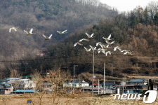 [화보]안동에 천연기념물 고니떼 등장