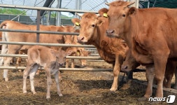 “축산업 경쟁력 강화”…순창군, 58개 사업에 42억 투자
