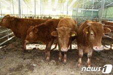 보은군, 폐사한 소 매립비용 마리당 23만원 지원