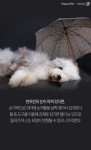 [펫카드] 무지개다리 건넌 강아지, 방치하지 마세요