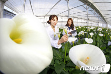 칼라꽃이 활짝 피었습니다