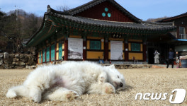 포근한 날씨 낮잠 자기 좋구나!