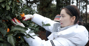 [N컷] 효리네 민박2 이효리♥이상순, 윤아와 귤따기까지 호흡 척척