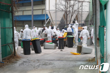 천안 산란계농가 고병원성 AI 확진…닭농장 5번째 발생