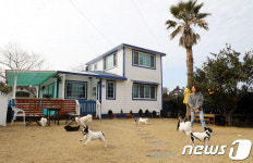 설 명절 엇갈린 개 팔자…제주 애견호텔·보호센터 북적