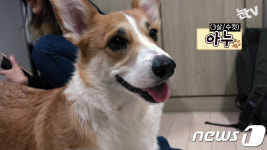 [영상-개스타하우스]신아와 함께 만들어요-펫 목걸이