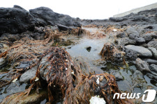 제주 해안에 밀려온 불청객 괭생이모자반