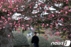 홍매화가 활짝 피었어요