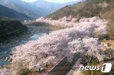 봄꽃의 향연 하동으로 봄나들이 떠나요