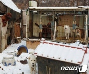 HSI, 폐쇄하는 시흥 개농장에서 80마리 개 구조예정